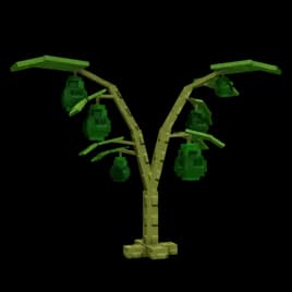 Avocado Plant