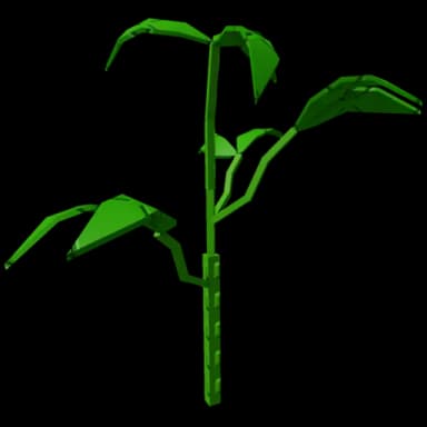 Bell Pepper Plant