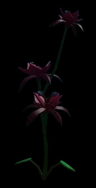 Black Bat Flower Plant