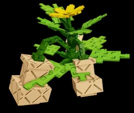 Butternut Squash Plant
