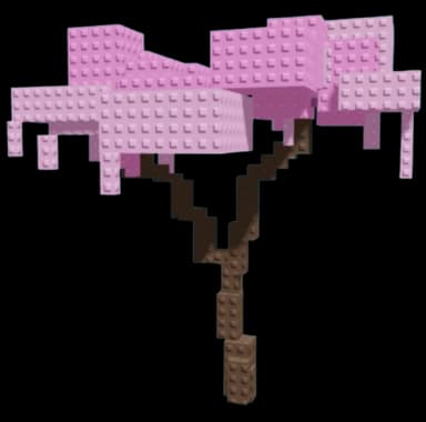 Cherry Blossom Plant