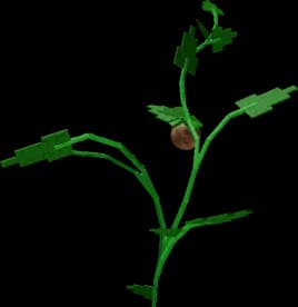 Cocovine Plant