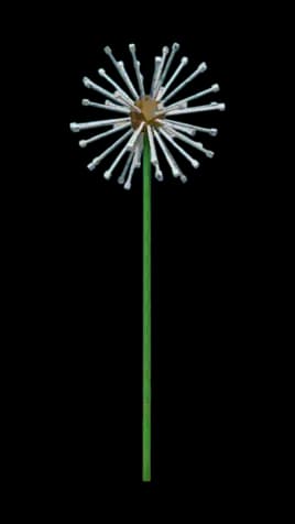 Dandelion Plant