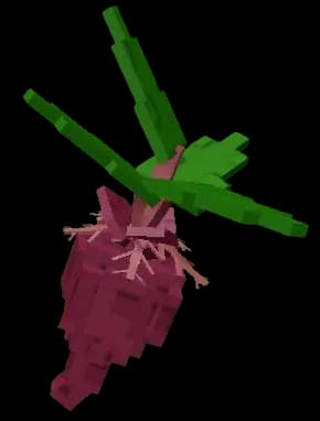 Evo Beetroot IV Produce