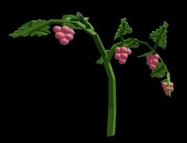 Lingonberry Plant