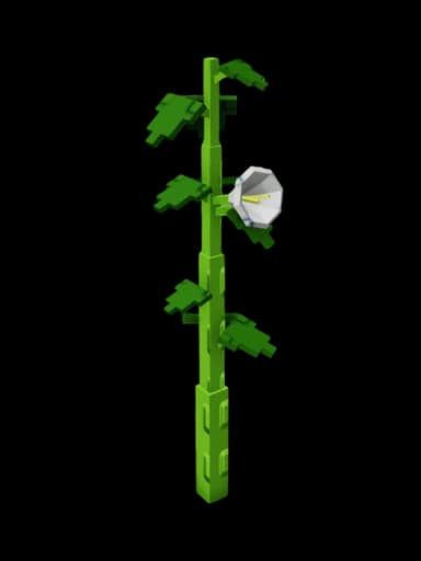 Moonflower Plant