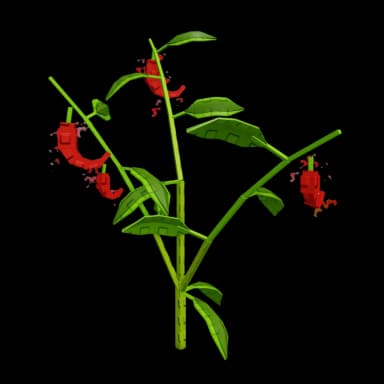 Pepper Plant