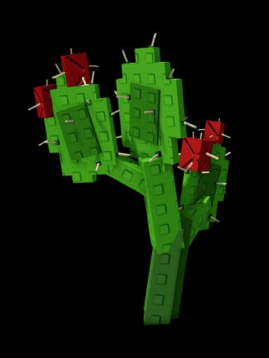 Prickly Pear Plant