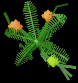 Soft Sunshine Plant