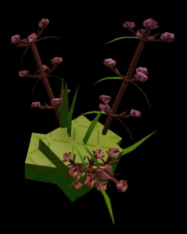 Speargrass Plant
