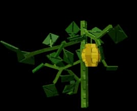 Starfruit Plant