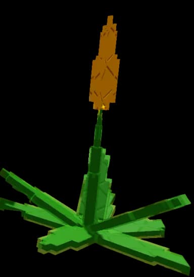 Succulent Plant
