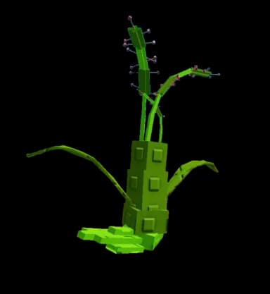 Sundew Plant