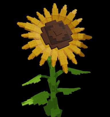 Sunflower Plant