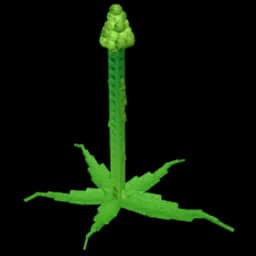Tall Asparagus Produce