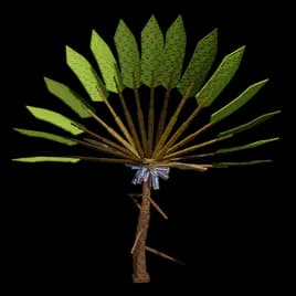 Traveler's Fruit Plant