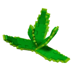 Aloe Vera Plant