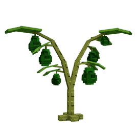 Avocado Plant