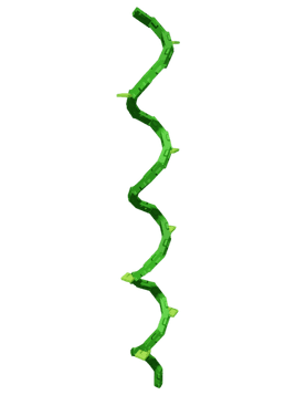Bendboo Plant