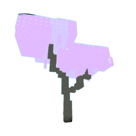 Cherry Blossom Plant