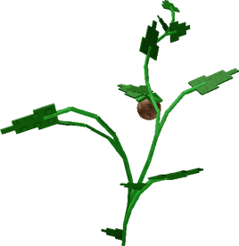 Cocovine Plant