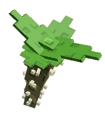 Crown Of Thorns Plant
