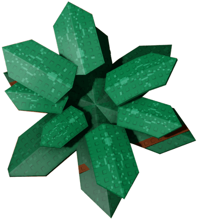Cyclamen Plant