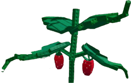 Elder Strawberry Plant