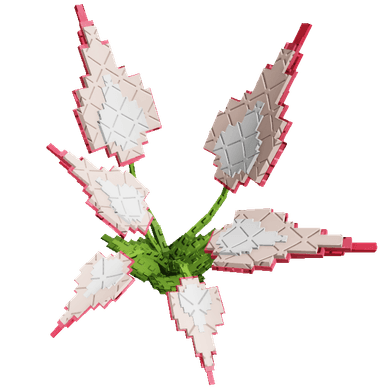 Elephant Ears Plant