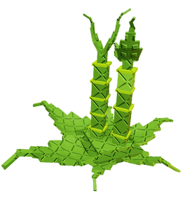 Lucky Bamboo Plant