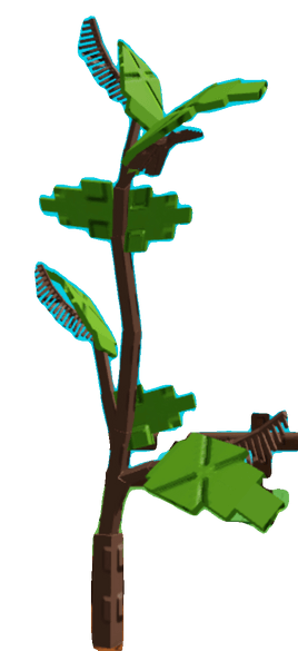 Mangosteen Plant