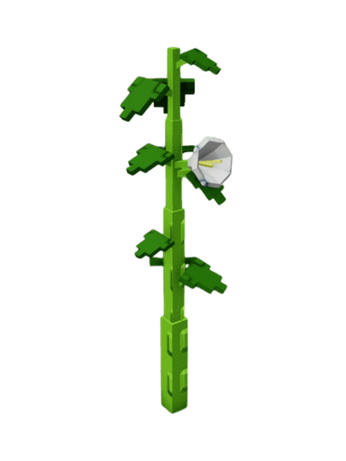 Moonflower Plant