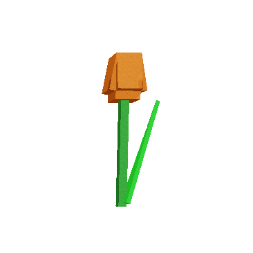 Orange Tulip