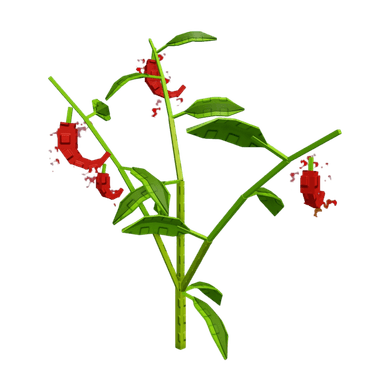Pepper Plant