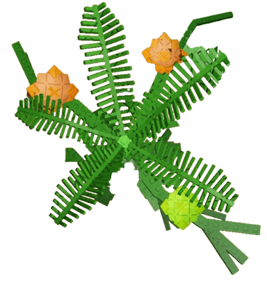 Soft Sunshine Plant