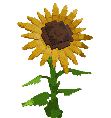 Sunflower Plant