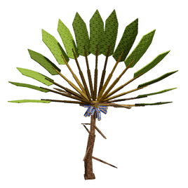 Traveler's Fruit Plant